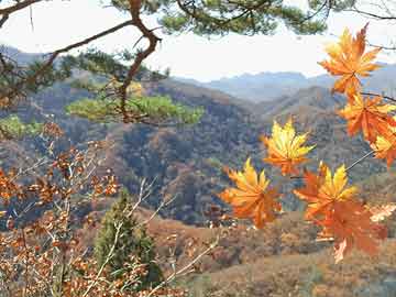 伊人直播盘点：内幕3大误区，主持人上榜理由极其令人热议不止
